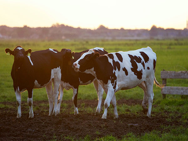 Most milk alternatives lack nutritional benefits of cow's milk: Study