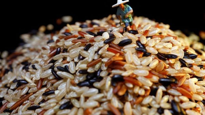 Rice grains are displayed with a farmer miniature in this illustration picture taken June 20, 2023 | Reuters