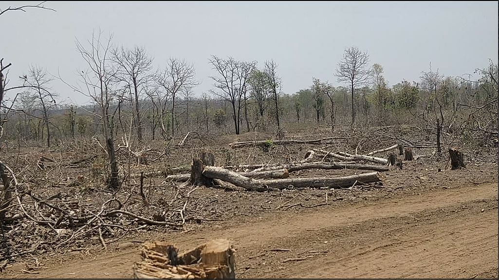 Hundreds of trees cut in Burhanpur's Nepanagar Tehsil | Shubhangi Misra, ThePrint