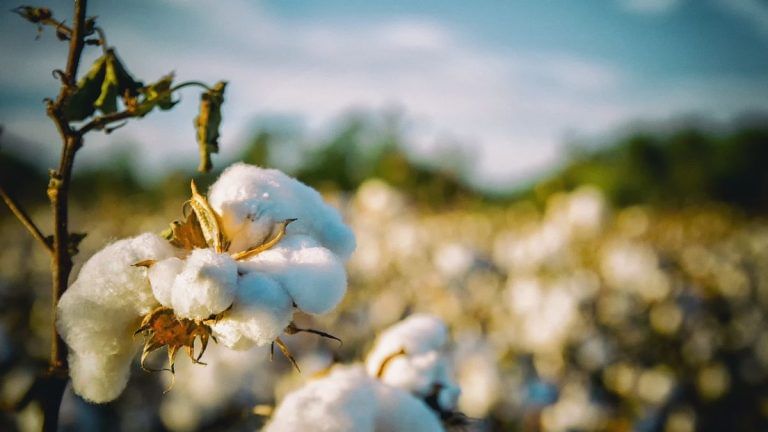 Did you know that India has a 7200-year-old history with cotton? Harappans took it to the world