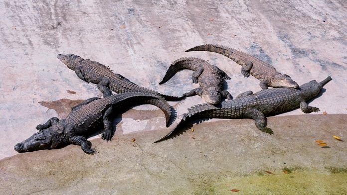 Crocodiles take rest in the sunshine inside their enclosure at Sarthana Zoo in Surat | Representational image | ANI photo