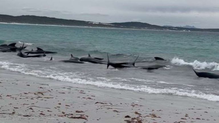 51 pilot whales die after mass stranding in Australia beach, efforts on to rescue remaining 46