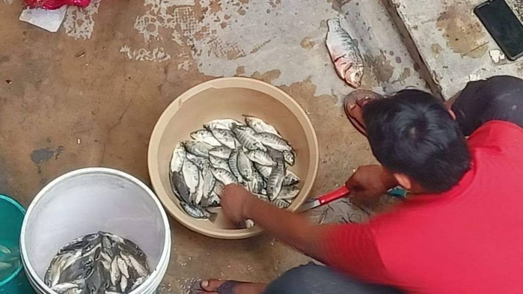A basketful of fish caught in the flood waters in Delhi’s Civil Lines | Photo: By special arrangement