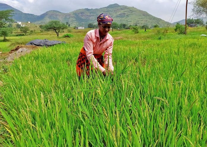 A woman harvests ripened rice in a paddy field at Karunj village in the western state of Maharashtra | Reuters file photo