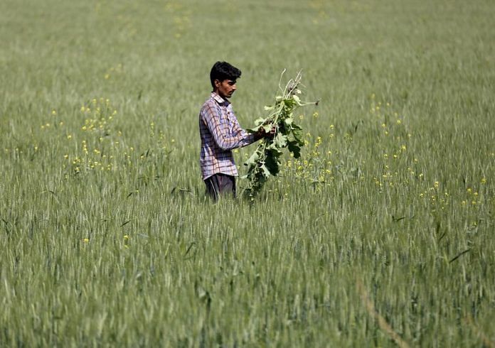 A farmer removes weeds from his wheat field in Upleta town in the western state of Gujarat | Reuters file photo