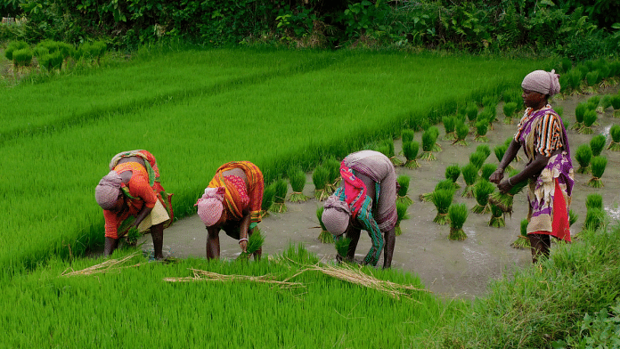 Women agriculture labourers sow the paddy saplings in a field | Representational image | ANI