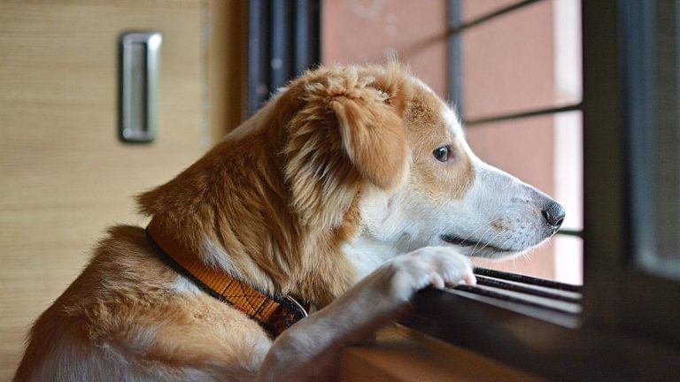 Locked & chained inside car, pet dog dies as owners roam Taj Mahal