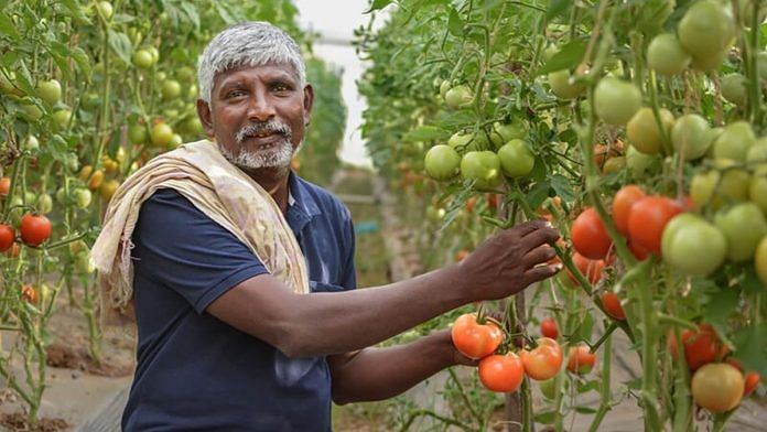 Maltesh, a Tomato farmer in Ranebennur, Karnataka | Photo: Aseem Damudi, The Plate