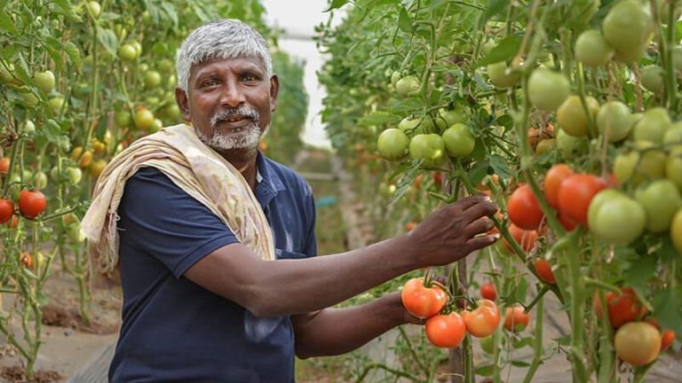 Tomato price solutions aren’t rocket science but India is still crying