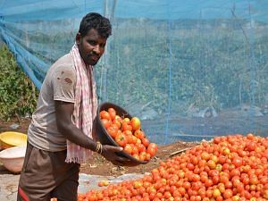 Hybrid tomato production in polyhouse | Photo: Aseem Damudi, The Plate