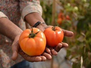 New hybrid varieties of tomatoes fit for fresh consumption and processing | Photo: Aseem Damudi