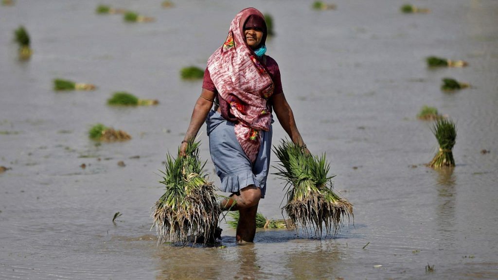 A farmer carries rice saplings in her field on the outskirts of the western Indian city of Ahmedabad | Reuters