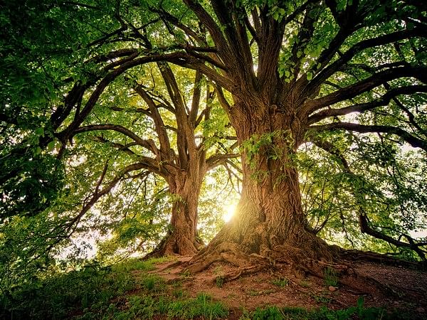 Bhutan: Second phase of the one million fruit tree plantation project completed 