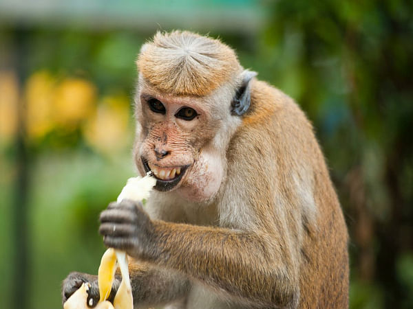 Researchers use monkey poop to learn reproductive patterns of endangered species