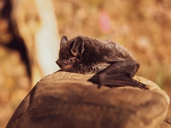 Activity level of bats reduced at solar farm sites: Study