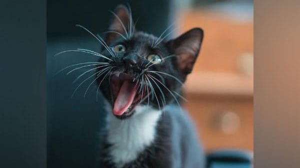 Categorization of cats likely to remain problematic: Study