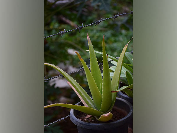 Discarded aloe vera peels could be a sustainable resource: Study