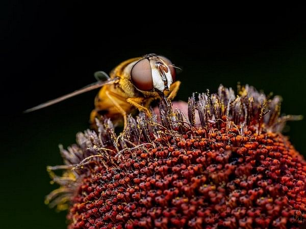 Invasive yellow-legged hornets spotted in US for first time