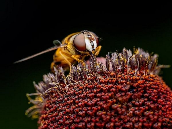 Invasive Yellow-legged Hornets Spotted In US For First Time – ThePrint ...