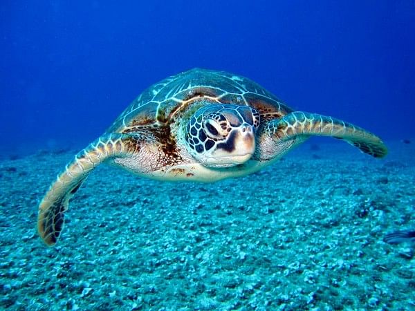 Japan Aquarium begins joint study on sea turtle migration