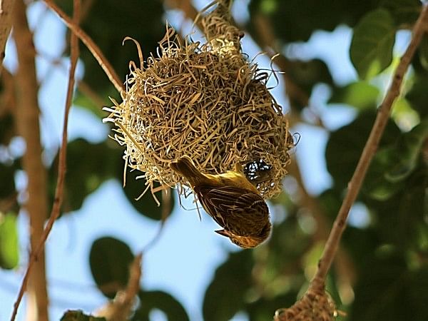 Carnivore birds declining more rapidly than omnivores in India: Report