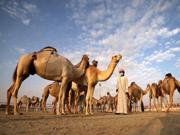 Under UAE President's patronage, Al Dhafra Festival kicks off October 21