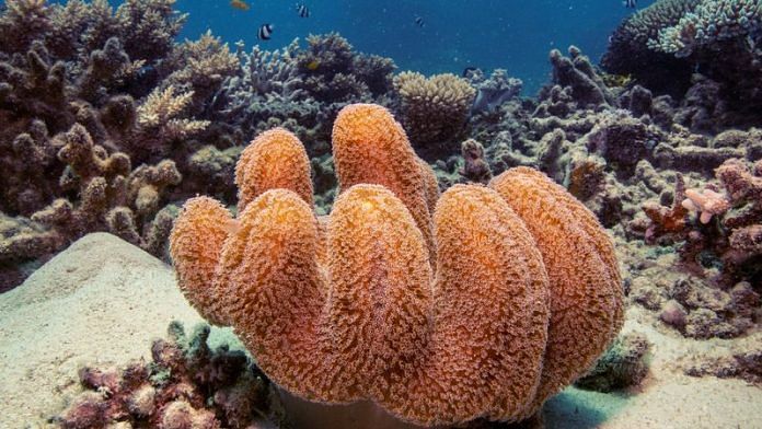 A colony of mushroom leather coral grows on the Great Barrier Reef off the coast of Cairns, Australia October 25, 2019 | Reuters
