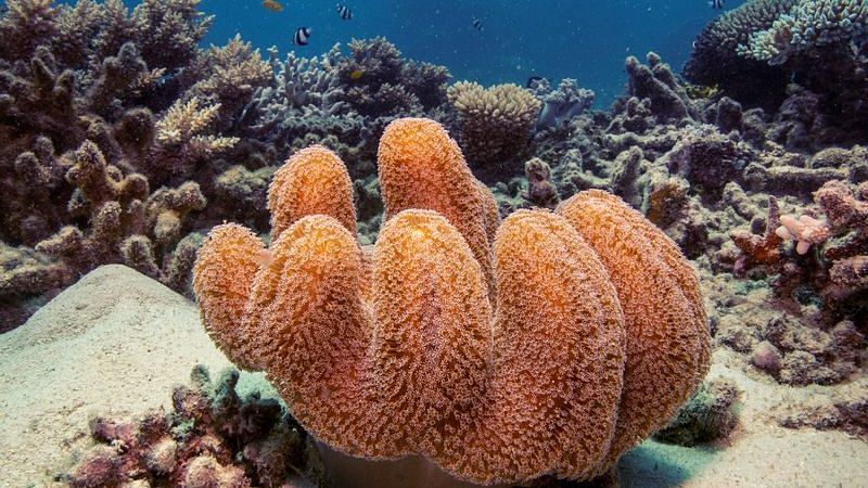 Coral reefs in Northeast Brazil prevent BRL 160 billion damage