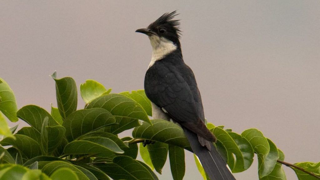 A Jacobin cuckoo spotted and clicked by birder Arvind Yadav | Photo: by special arrangement