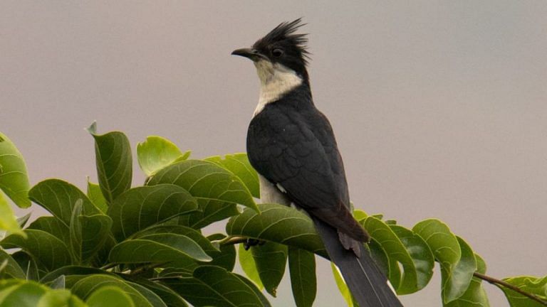 4000 bird watchers, 50000 checklists, 492 species – how IIT scientists gained from their data