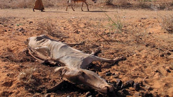 A Somali herdsman walks with his donkey past a rotting carcass in Garbaharey | Reuters file image