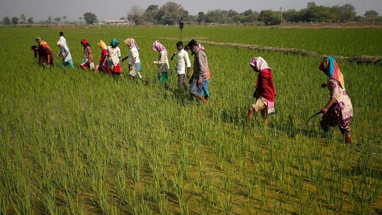 Farmers in India plant 4.3% more land with rice than last year