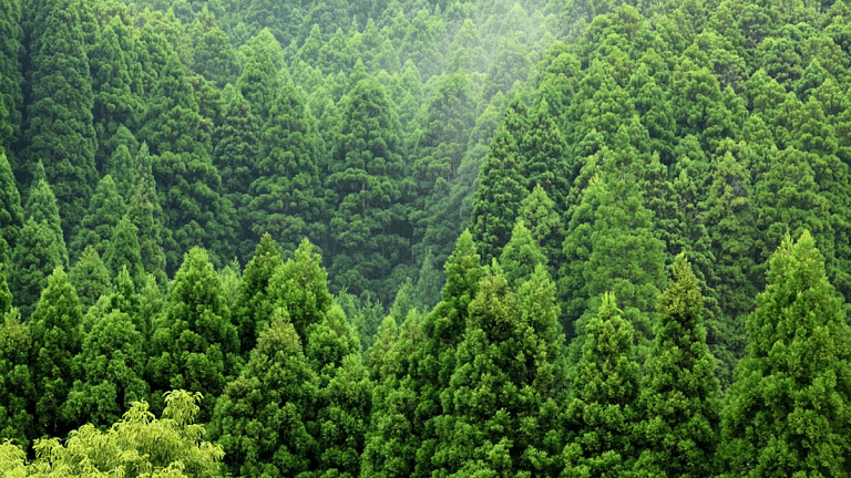 Indian govt still doesn’t know what a ‘forest’ is. FCA amendment takes us back to British era