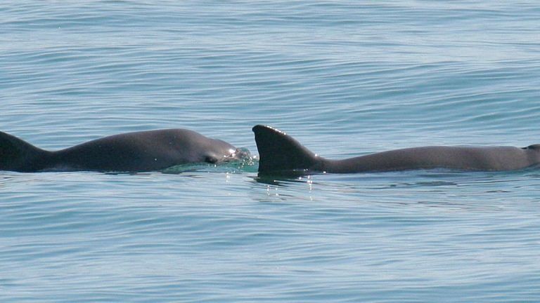 Extinction alert for Mexico’s endangered vaquita porpoise, number shrunk to less than a dozen