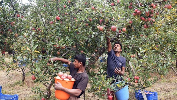Labourers pluck apples from the orchards during the harvest season, at Harmain, in Shopian | ANI