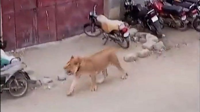 The lion roaming the streets of Karachi | Screenshot from video