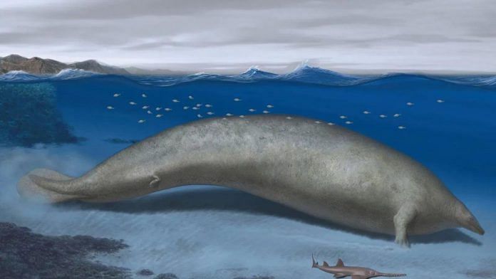 An artist's rendition of Perucetus colossus, which is believed to have lived 38 million years ago | Credit: Alberto Gennari/Nature