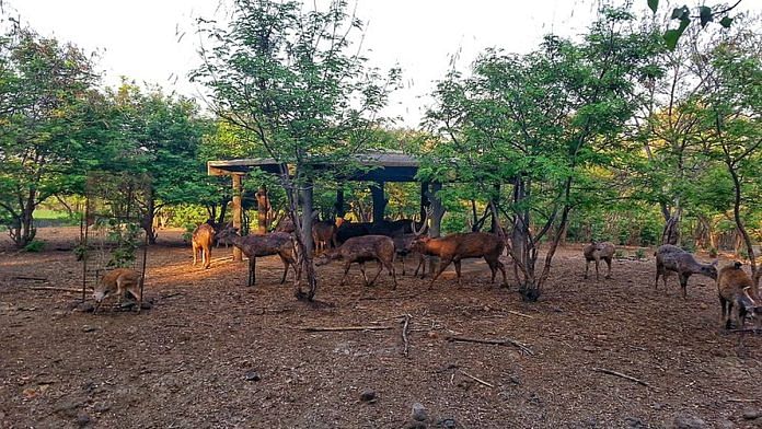 A herd of sambar at Rajiv Gandhi Zoological Park & Wildlife Research Centre, Katraj | For representation, Commons