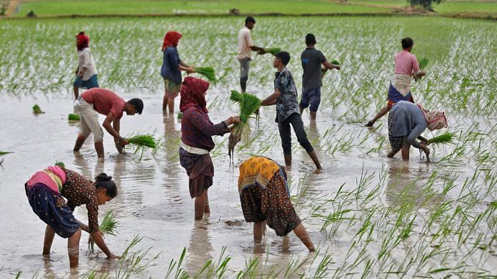 Farm labourers plant rice saplings in a field on the outskirts of Ahmedabad, India, July 21, 2023 | Reuters