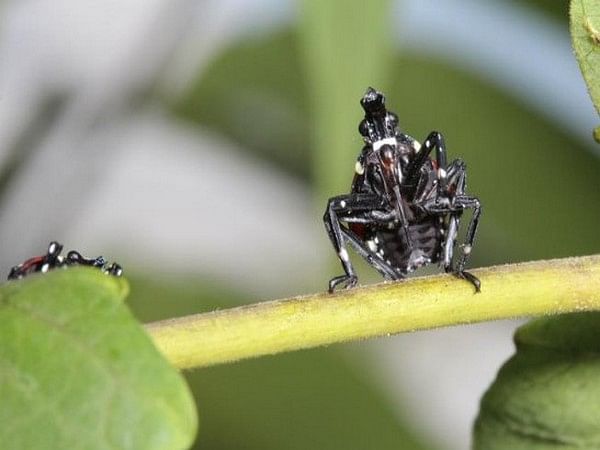 Invasive spotted lanternfly may not harm hardwood trees: Study