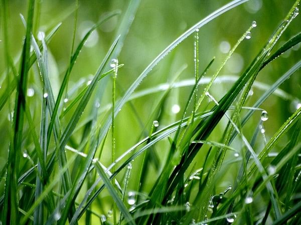 Study sheds light on role of grasses in climate change control