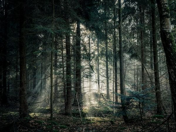 Study reveals how trees influence cloud formation