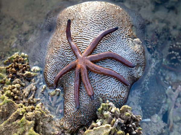 Scientists detect sea star hybridization in North Atlantic Ocean