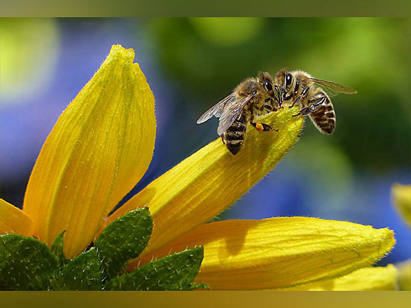 Pollination by multiple bee species improves cherry harvest: Research