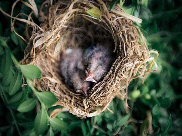 Ground-nesting birds design their nests to hide from predators: Study