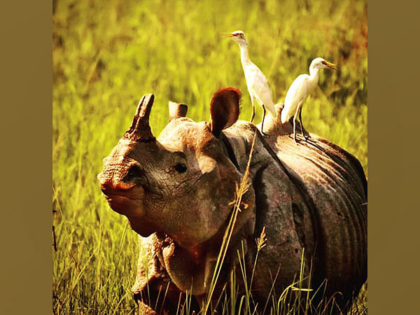 India’s Rhino population on the rise, stringent conservation efforts continue