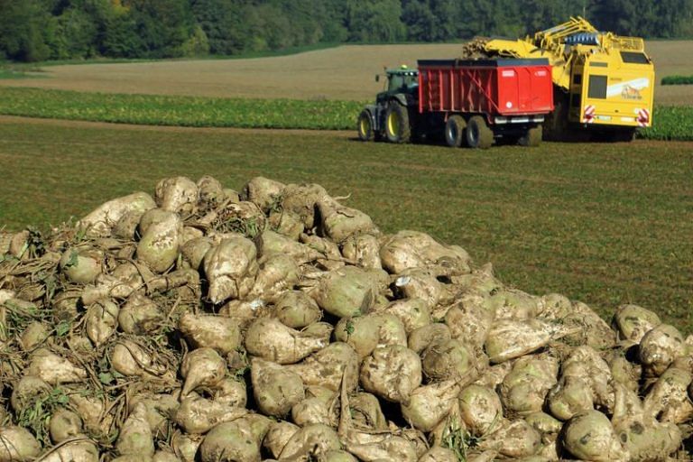 EU’s bid to save bees stings sugar beet farmers