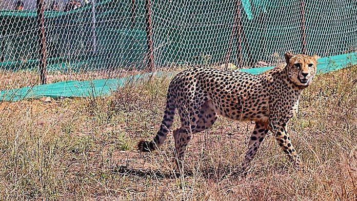 File photo of a cheetah brought from South Africa inside an enclosure at Kuno National Park in Madhya Pradesh | PTI