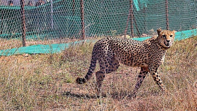 1 yr of Project Cheetah: 14 big cats imported to India set for release into wild, newborn under care