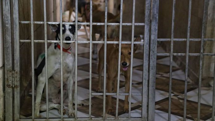 Strays picked up from places such as Pragati Maidan and Pusa Road have been sent to LNJP animal centre in Jal Vihar, New Delhi | Manisha Mondal, ThePrint